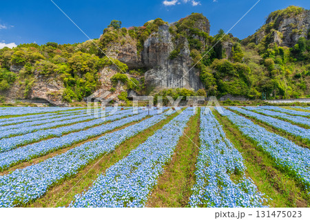 《大分県》青の洞門・ネモフィラ畑 131475023