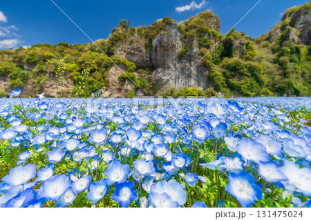 《大分県》青の洞門・ネモフィラ畑 131475024