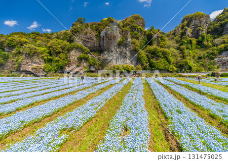 《大分県》青の洞門・ネモフィラ畑 131475025