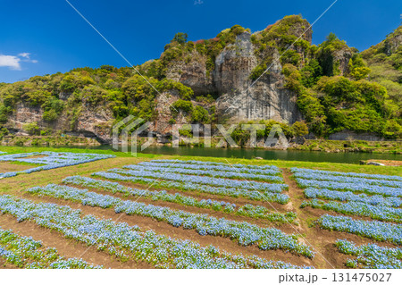 《大分県》青の洞門・ネモフィラ畑 131475027