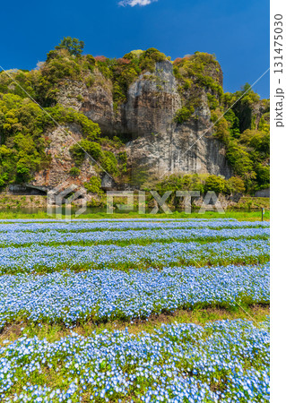 《大分県》青の洞門・ネモフィラ畑 《大分県》青の洞門・ネモフィラ畑 131475030
