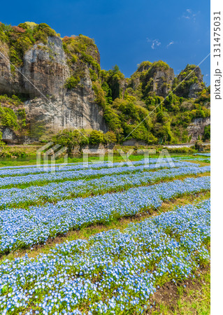 《大分県》青の洞門・ネモフィラ畑 《大分県》青の洞門・ネモフィラ畑 131475031