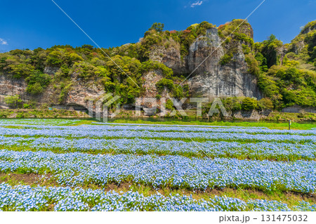 《大分県》青の洞門・ネモフィラ畑 131475032