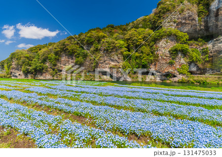 《大分県》青の洞門・ネモフィラ畑 131475033