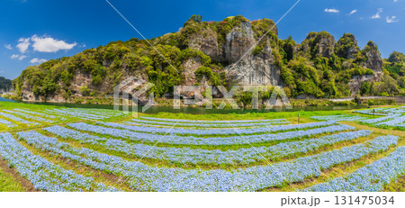 《大分県》青の洞門・ネモフィラ畑 131475034
