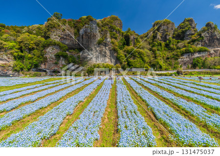 《大分県》青の洞門・ネモフィラ畑 131475037