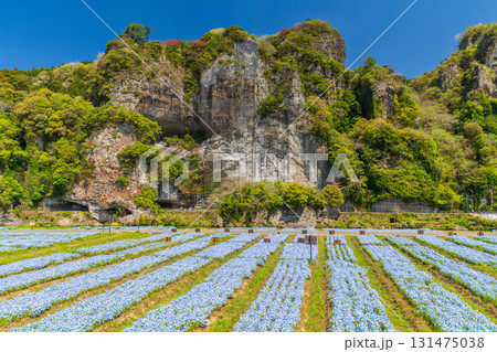 《大分県》青の洞門・ネモフィラ畑 131475038
