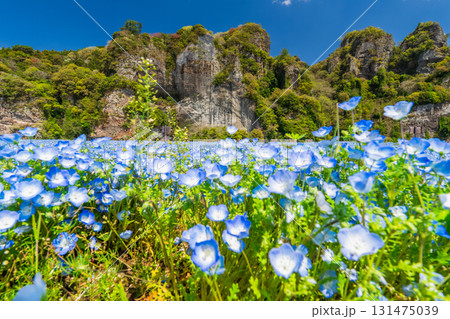 《大分県》青の洞門・ネモフィラ畑 131475039