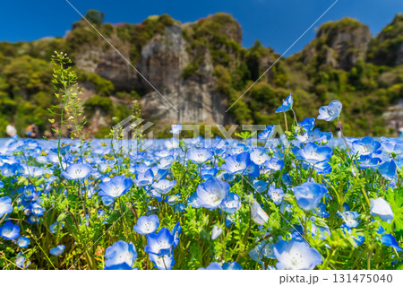 《大分県》青の洞門・ネモフィラ畑 131475040