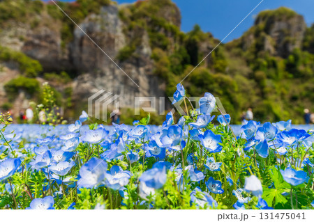 《大分県》青の洞門・ネモフィラ畑 131475041