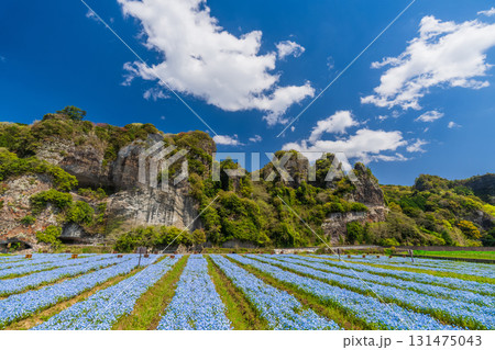 《大分県》青の洞門・ネモフィラ畑 131475043