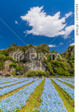 《大分県》青の洞門・ネモフィラ畑 《大分県》青の洞門・ネモフィラ畑 131475044