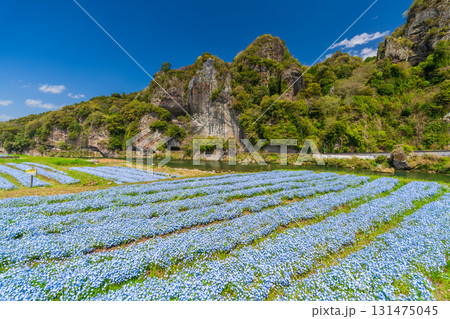 《大分県》青の洞門・ネモフィラ畑 《大分県》青の洞門・ネモフィラ畑 131475045