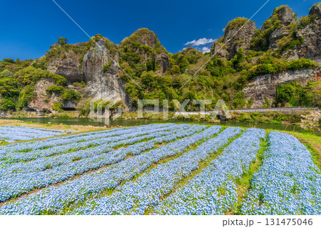 《大分県》青の洞門・ネモフィラ畑 《大分県》青の洞門・ネモフィラ畑 131475046
