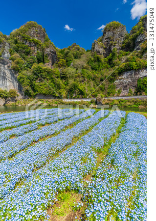 《大分県》青の洞門・ネモフィラ畑 131475049