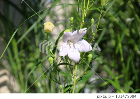 秋の七草　白色キキョウの花 131475084