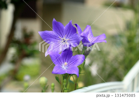 秋の七草 キキョウの花 秋の七草 キキョウの花 131475085