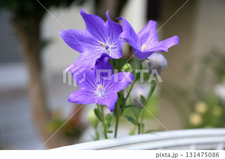 秋の七草 キキョウの花 秋の七草 キキョウの花 131475086