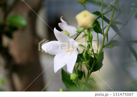 秋の七草　白色キキョウの花 131475087