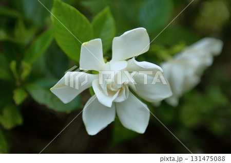 爽やか　クチナシの花 131475088