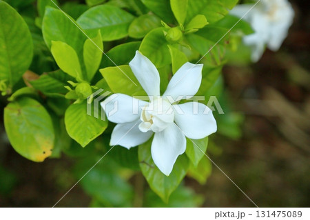 爽やか クチナシの花 爽やか クチナシの花 131475089