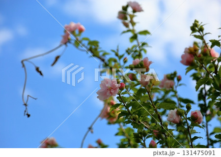 可愛い 八重咲 ムクゲの花 可愛い 八重咲 ムクゲの花 131475091