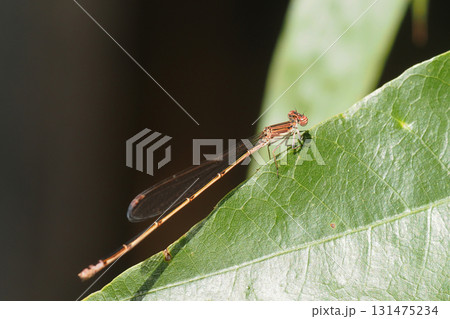 秋のホソミイトトンボ(メス) 秋のホソミイトトンボ(メス) 131475234