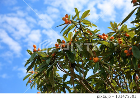 可愛い　ビワの実 131475303