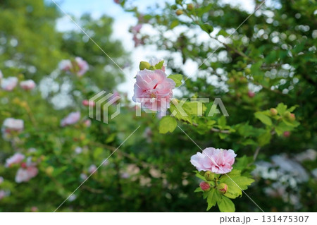 可愛い　八重咲　ムクゲの花 131475307