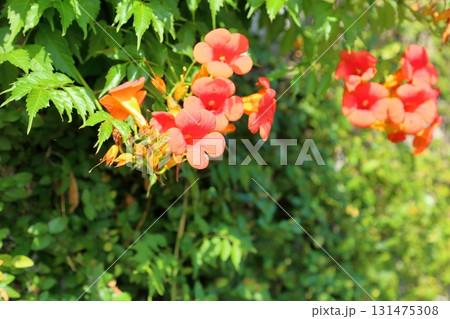 鮮やか ノウゼンカズラの花 鮮やか ノウゼンカズラの花 131475308