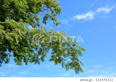 可愛い　ネムノキの花 131475311