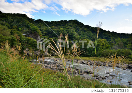 秋の穏やかな流れの利根川　棚下不動付近の眺め　　　　 131475356