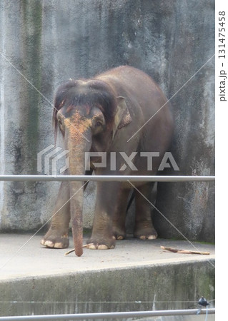 ボルネオゾウ ふくちゃん 131475458
