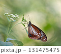 フジバカマとアサギマダラ 131475475