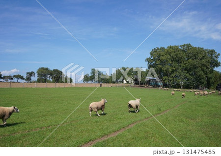 羊の行進 131475485