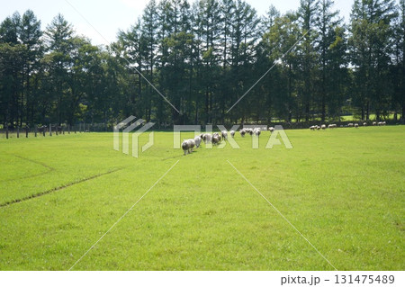 羊の行進 131475489