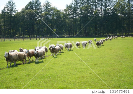 羊の行進 羊の行進 131475491
