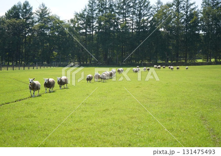 羊の行進 131475493