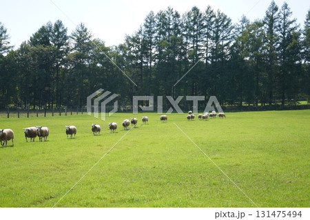 羊の行進 131475494