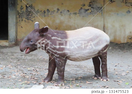 マレーバクの赤ちゃん 131475523