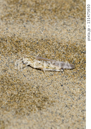 砂浜に生息するヤマトマダラバッタ 鳥取県 鳥取砂丘 131475650