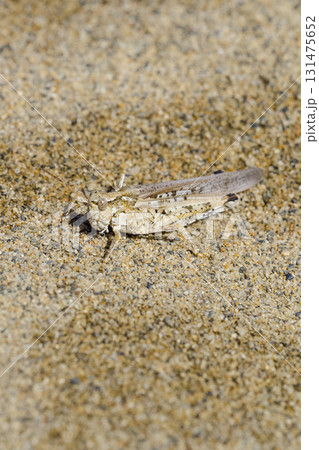 砂浜に生息するヤマトマダラバッタ 鳥取県 鳥取砂丘 131475652