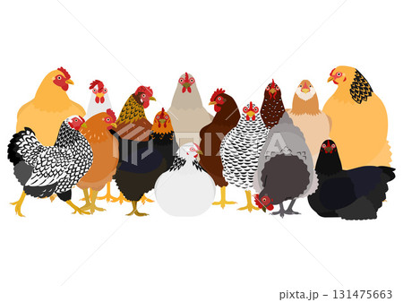 いろいろな種類のニワトリのグループ いろいろな種類のニワトリのグループ 131475663