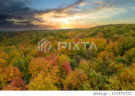 Yellow tree canopies in fall season woods. Colorful lush forest in autumn. Evening landscape of autumnal wild nature 131475723