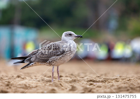 White and gray seagull bird on sand beach shore. White and gray seagull bird on sand beach shore. 131475755
