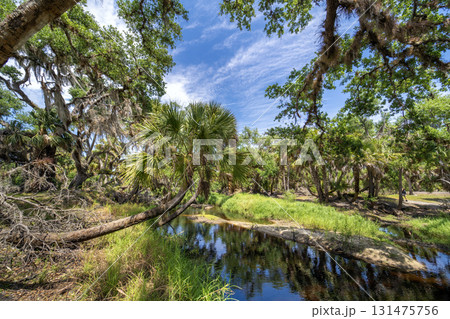 Wetlands wild tropical nature with dense green rainforest. Florida jungles 131475756