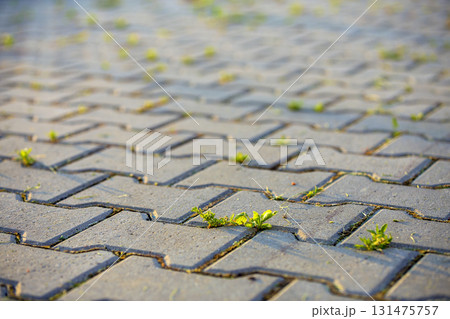 Weed plants growing between concrete pavement bricks. 131475757