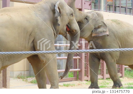 仲良しスリランカゾウ 131475770