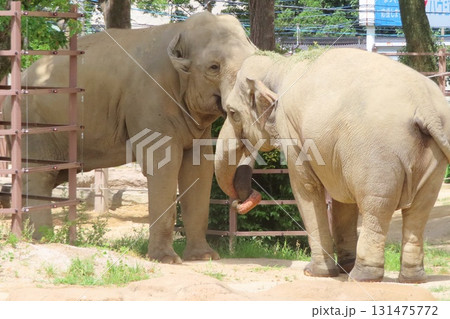 仲良しスリランカゾウ 仲良しスリランカゾウ 131475772