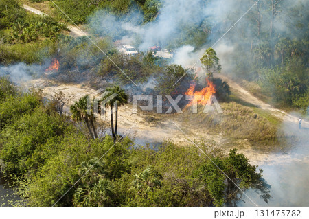 Vegetation fire burns through dry forest in Florida during drought season, with smoke rising above treetops and flames consuming dense underbrush 131475782